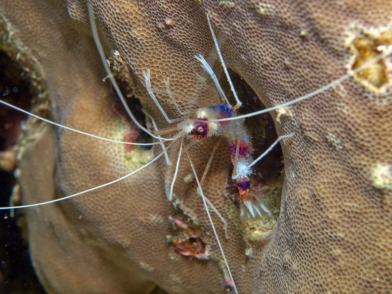 Shrimp, House Reef